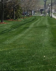 Bio Green of Upstate NY